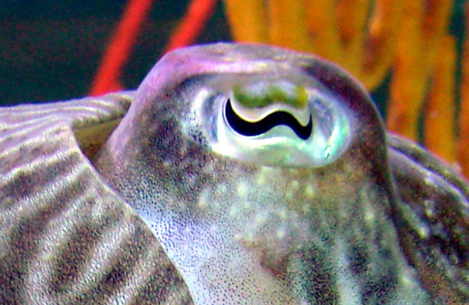 cuttlefish-eye-W-shaped-iris
